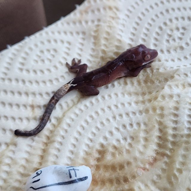 카푸치노 팬텀