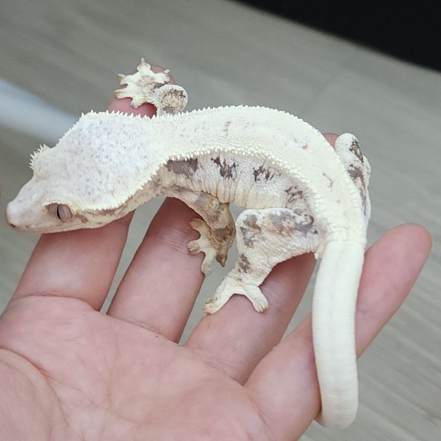 릴리화이트 레이지 판다