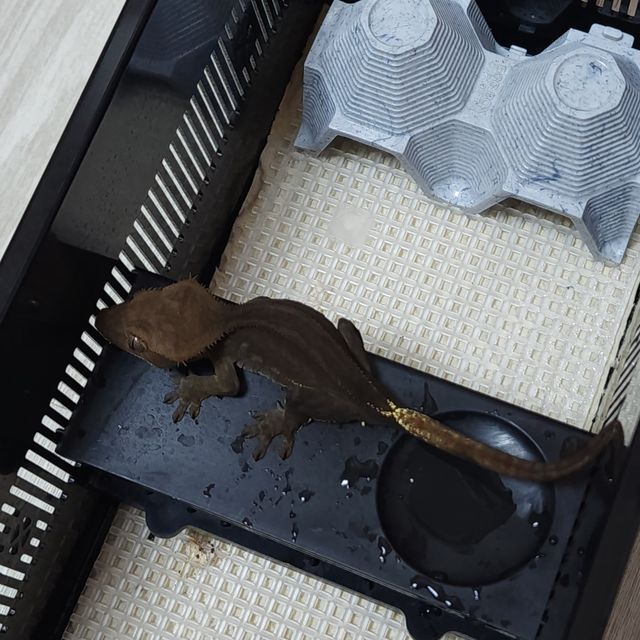 팬텀 엠티백 오닉스