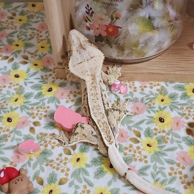 노멀 풀핀 트라이 화이트