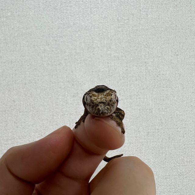파인아일랜드 화이트카라