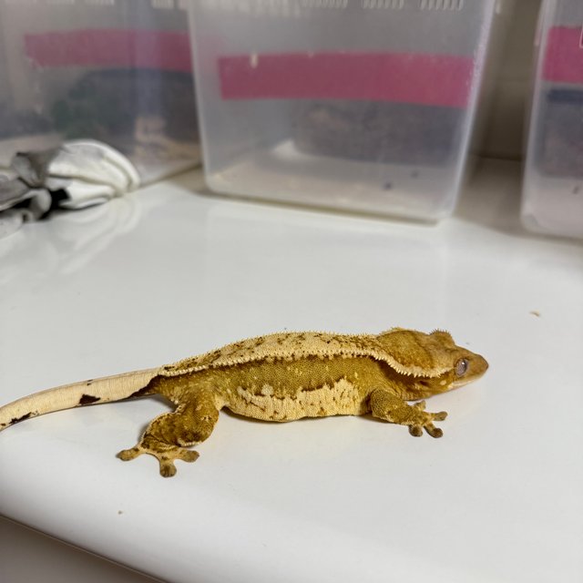 쿼드 크림시클 드리피 화이트스팟