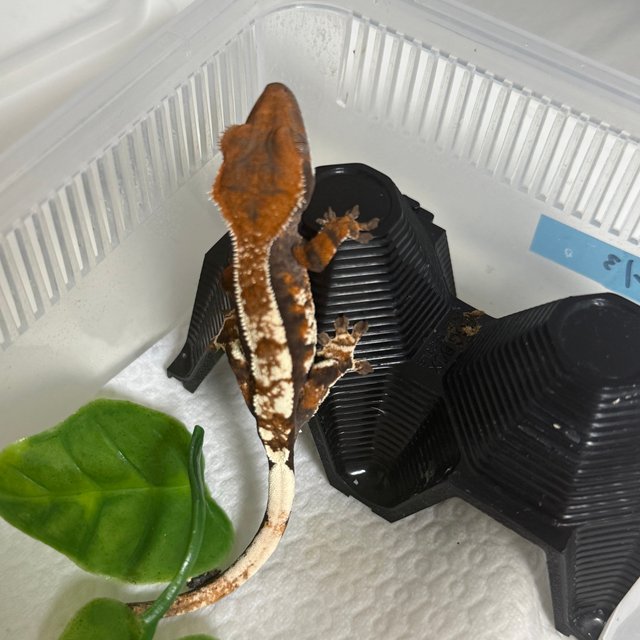 텐저린 카푸치노