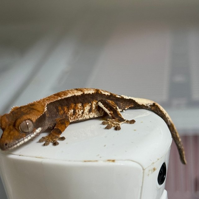 텐저린 카푸치노