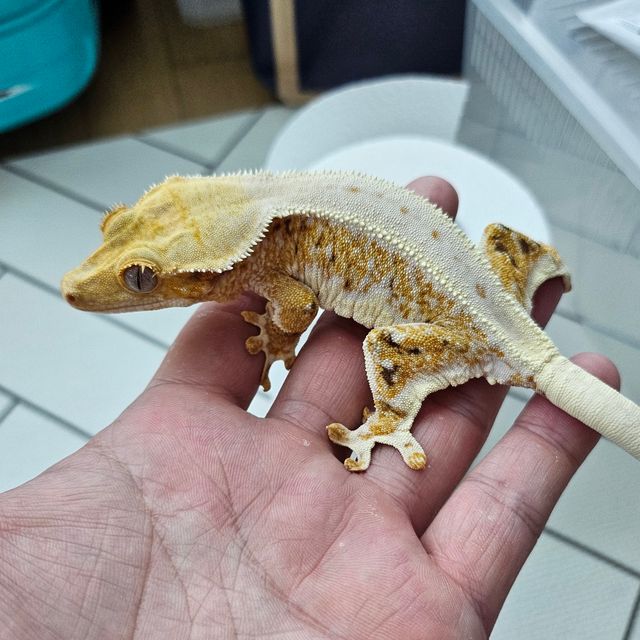 릴리화이트 옐로우 레이지 화이트스팟