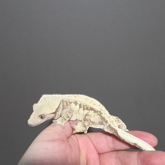 노멀 드리피 화이트스팟 화이트