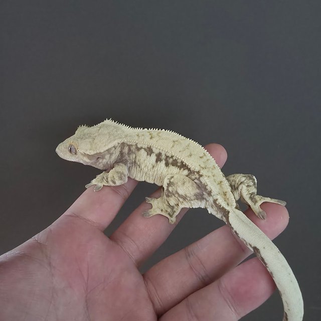 노멀 드리피 화이트스팟 화이트