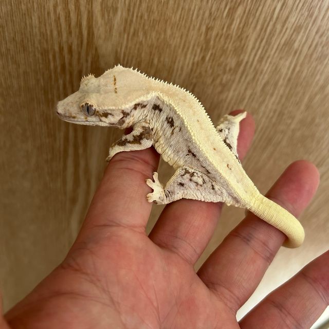 릴리화이트 레이지