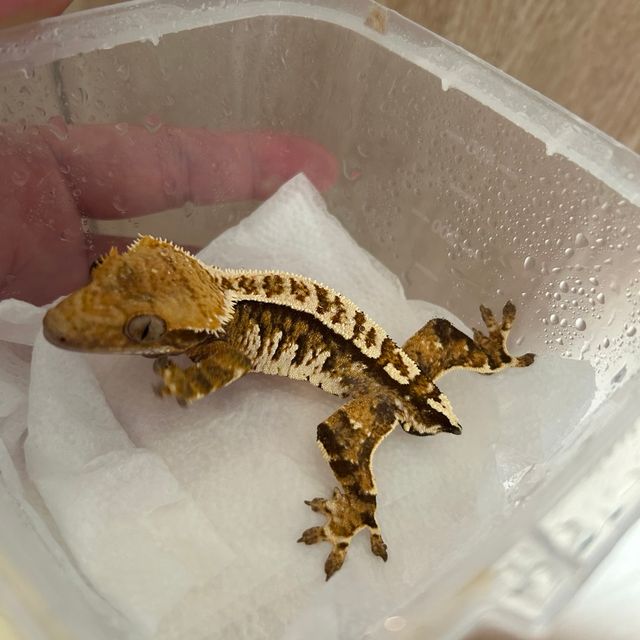 노멀 레이지 트라이