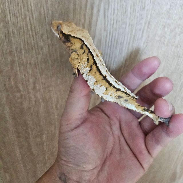 트라이