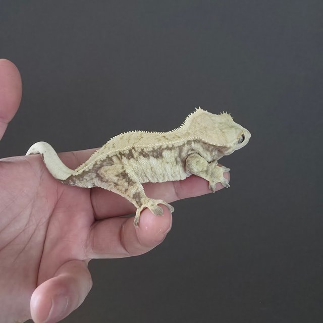 노멀 드리피 화이트스팟 화이트