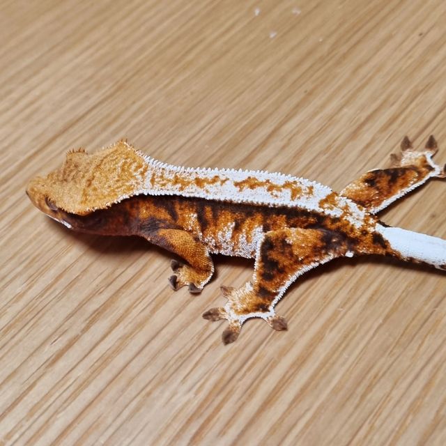 레이지 텐저린 화이트스팟 화이트핀 드리피 트라이