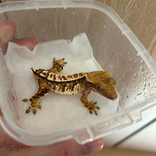 노멀 레이지 트라이