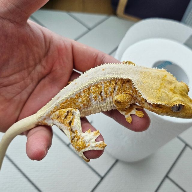 릴리화이트 옐로우 레이지 화이트스팟