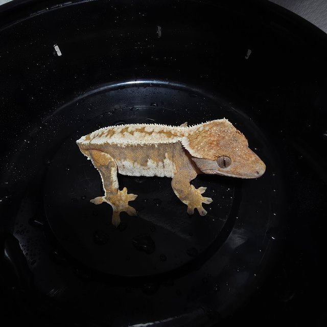 트라이 드리피 텐저린 타이거