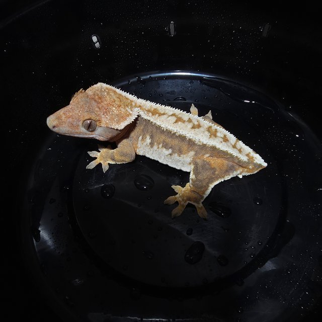 트라이 드리피 텐저린 타이거