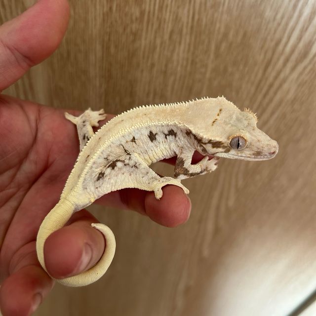 릴리화이트 레이지