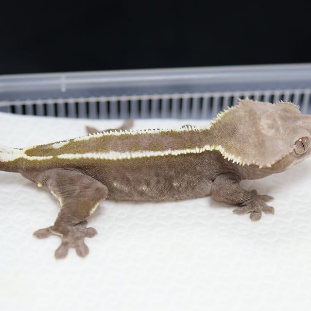 아잔틱
