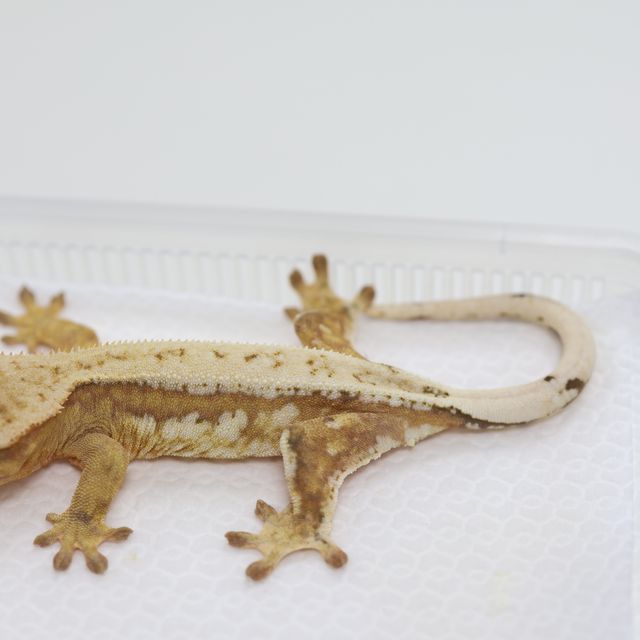 크림시클