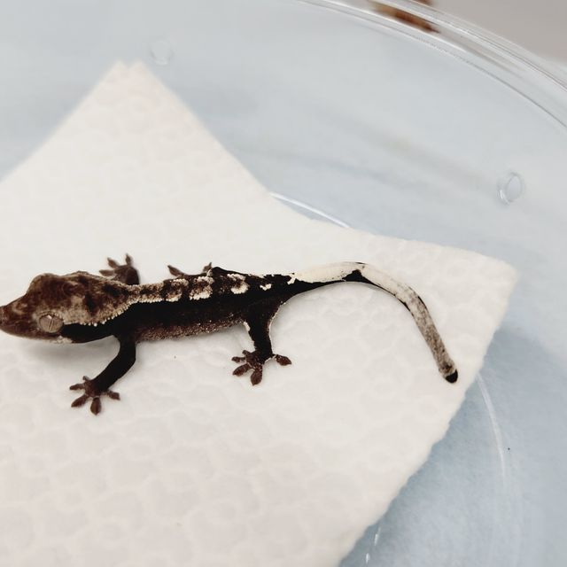 아잔틱