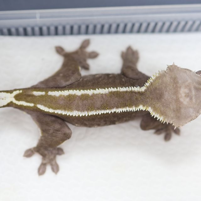 아잔틱