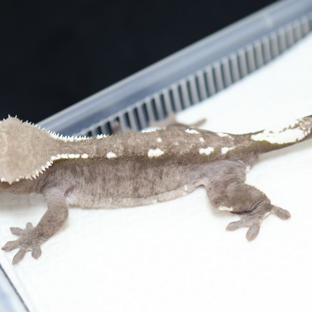 아잔틱