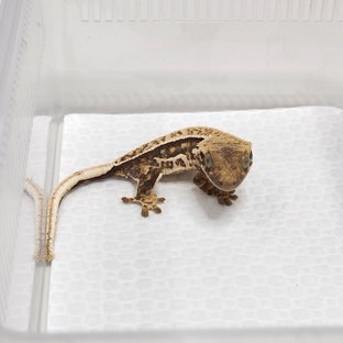 쿼드 풀핀 노멀