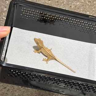 크림