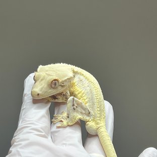 릴리화이트 트라이