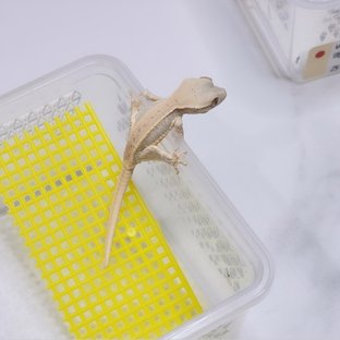 밀크x치즈