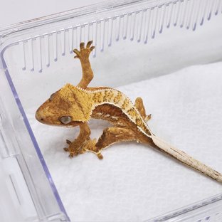 크림시클 쿼드