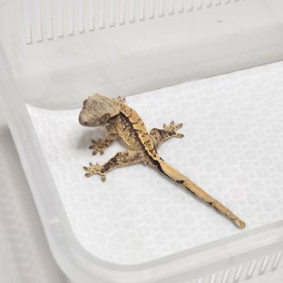 화이트스팟 트라이