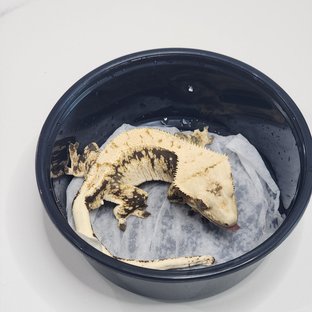 노멀 드리피 화이트스팟