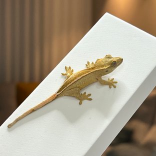 풀핀 브린들 옐로우