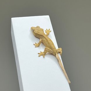 옐로우 벅스킨 팬텀