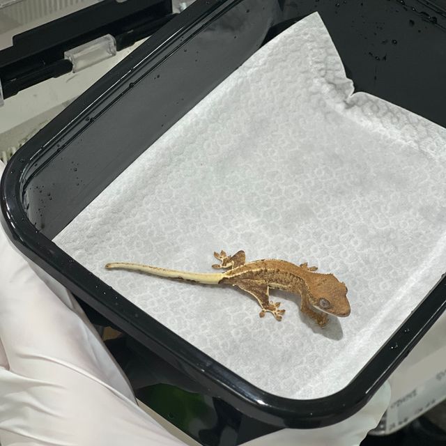 팬텀 옐로우 릴리화이트