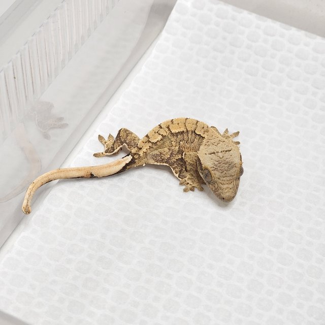 트라이 화이트스팟