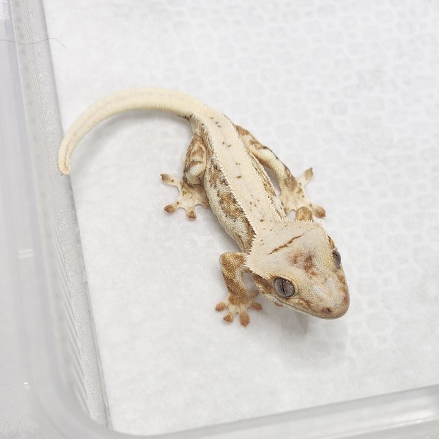 크림 릴리화이트