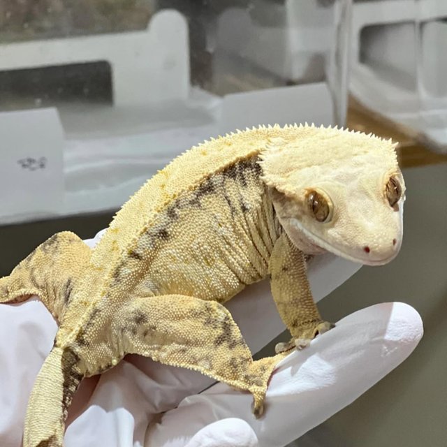 익스트림할리퀸 드리피