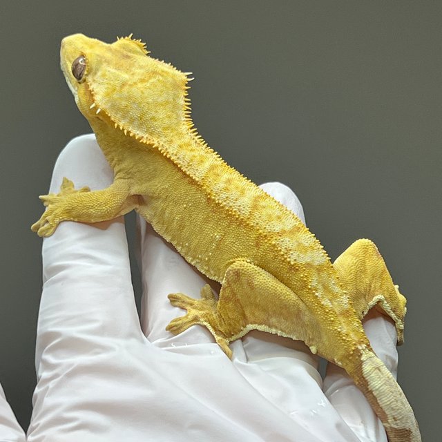 스트로베리 옐로우