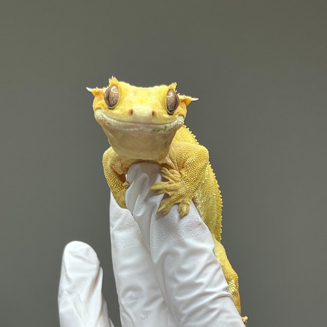 스트로베리 옐로우