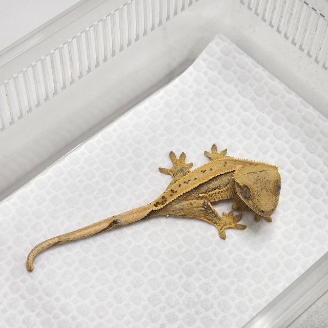 크림시클 쿼드 풀핀