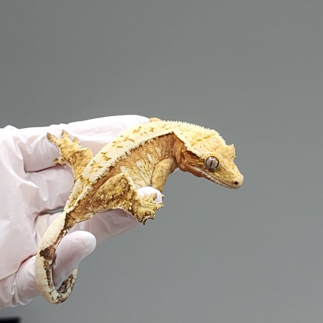 크림시클 드리피 화이트스팟