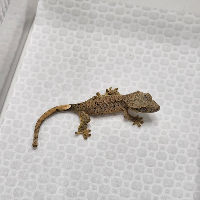 슈퍼달마시안 옐로우