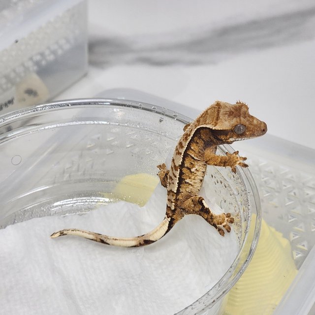 익스트림할리퀸