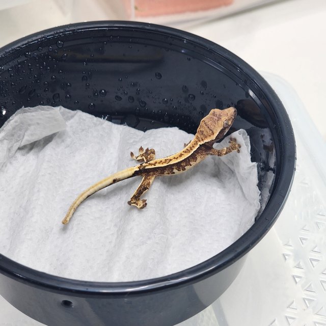 익스트림할리퀸