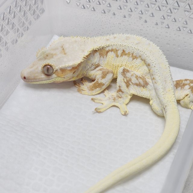 크림 릴리화이트