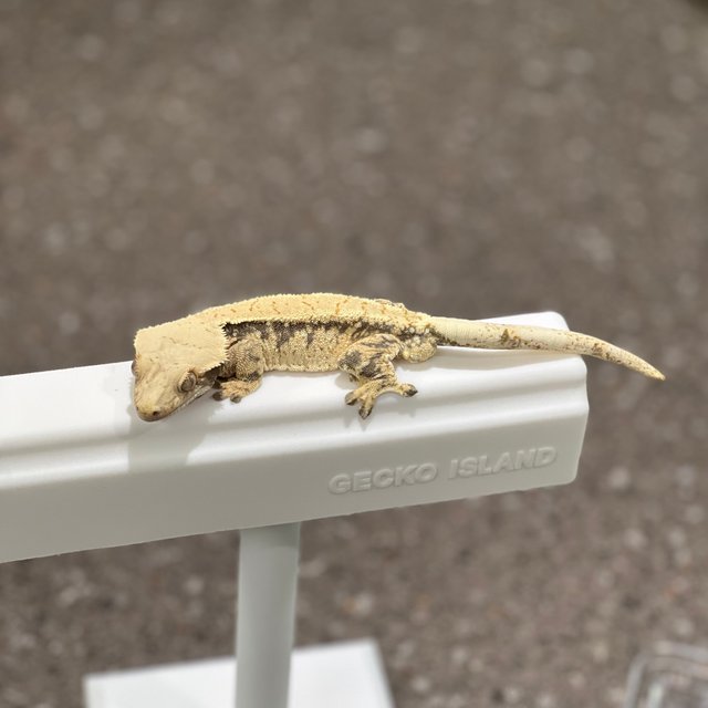 트라이