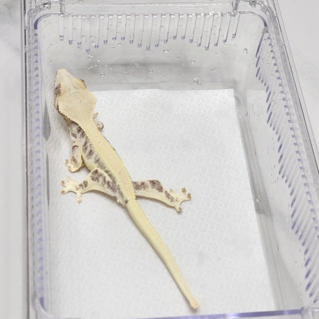 릴리화이트 솔리드백