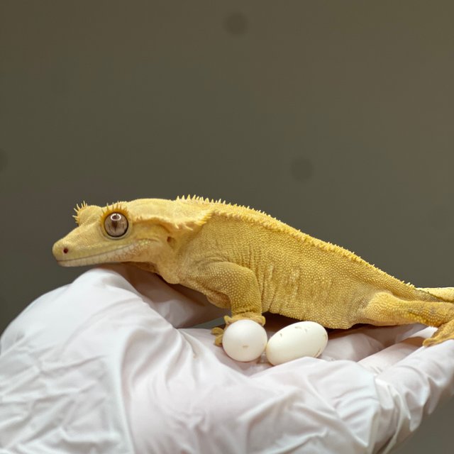 브린들 옐로우 벅스킨